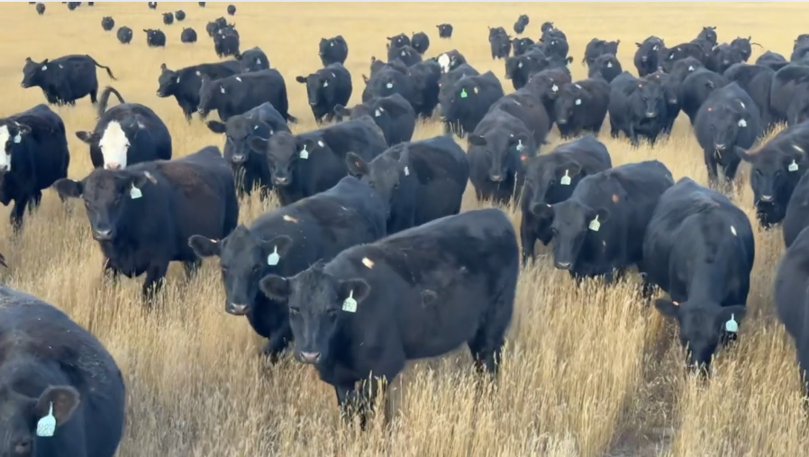 April calving, Fancy, 925-975lbs! Flexible on delivery date!- BH1001A5